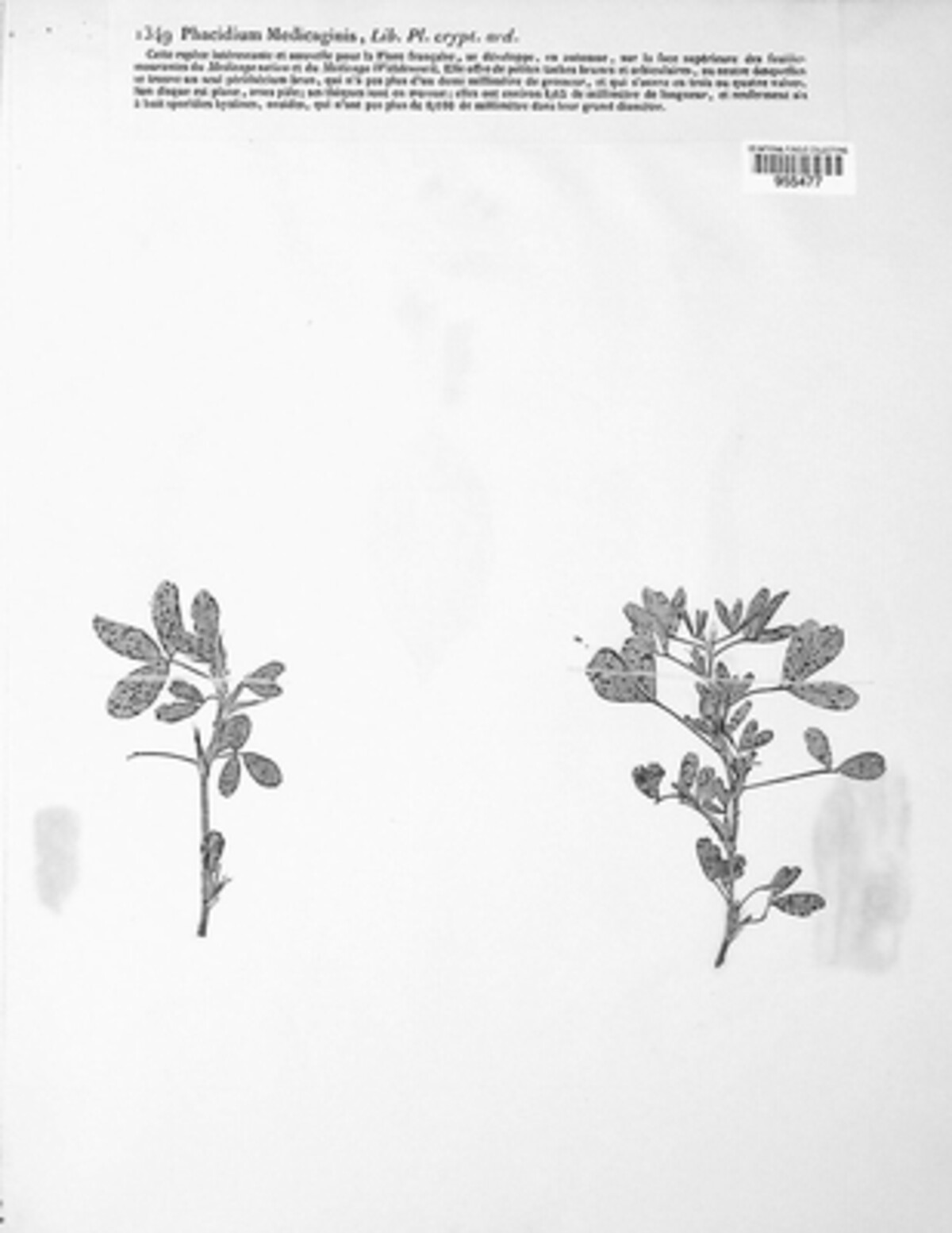 Pseudopeziza medicaginis image